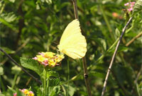 Fauna / Butterfilies