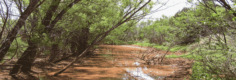 Slough in the spring