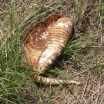Nine-banded Armadillo, <i>Dasypus novemcinctus</i>