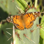 American Lady, <i>Vanessa virginiensis</i>