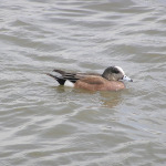 American Wigeon, <i>Anas americana</i>