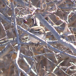Bewick's Wren, <i>Thryomanes bewickii</i> with Red-winged Blackbirds, <i>Agelaius phoeniceus</i>