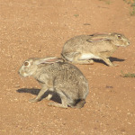Black-tailed Jackrabbit, <i>Lepus californicus</i>