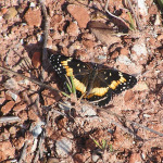 Bordered Patch, <i>Chlosyne lacinia</i>