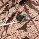 Bronze Roadside Skipper, <i>Amblyscirtes aenus</i>