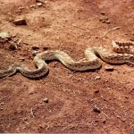 Bullsnake, <i>Pituophis melanleucus sayi</i>