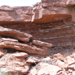 Canyon Wren, <i>Catherpes mexicanus</i>