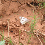 Checkered White, <i>Pontia protodice</i>