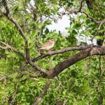 Chipping Sparrow, <i>Spizella passerina</i>