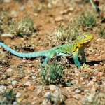 Eastern Collared Lizard, <i>Crotaphytus collaris collaris</i>
