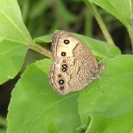 Common Wood Nymph, <i>Cercyonis pegala</i>