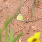 Dainty Sulphur, <i>Nathalis iole</i>