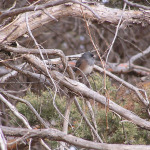 Dark-eyed Junco, <i>Junco hyemalis</i>