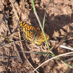 Dotted Checkerspot, <i>Poladryas minuta</i>