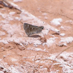Dotted Roadside Skipper, <i>Amblyscirtes eos</i>