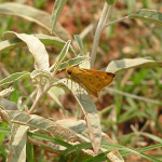 Fiery Skipper, <i>Hylephila phyleus</i>