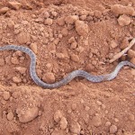 Great Plains Rat Snake, <i>Elaphe guttata</i>