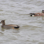 Gadwall, <i>Anas strepera</i>