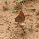 Goatweed Leafwing, <i>Anaea andria</i>