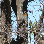 Golden-fronted Woodpecker, <i>Melanerpes aurifrons</i>