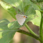Gray Hairstreak, <i>Strymon melinus</i>