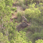 Great Horned Owl, <i>Bubo virginianus</i>