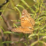 Hackberry Emperor, <i>Asterocampa celtis</i>