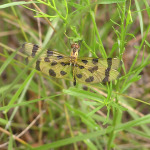 Halloween Pennant, <i>Celithemis epinona</i>
