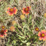 Indian Blanket, <i>Gaillardia pulchella</i>