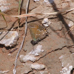 Juniper Hairstreak, <i>Callophrys gryneus</i>