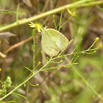 Little Yellow, <i>Eurema lisa</i>