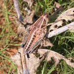 Lubber Grasshopper, <i>Romalea guttata</i>