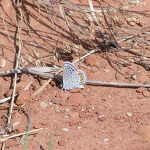 Lupine Blue, <i>Plebejus lupini</i>