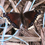 Mourning Cloak, <i>Nymphalis antiopa</i>