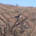 Northern Mockingbird, <i>Mimus polyglottos</i>