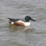 Northern Shoveler, <i>Anas clypeata</i>
