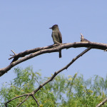 Olive-sided Flycatcher, <i>Contopus cooperii</i>