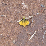 Orange Skipperling, <i>Copaeodes aurantiaca</i>