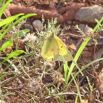Orange Sulphur, <i>Colias eurytheme</i>