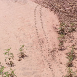 Ornate Box Turtle tracks, <i>Terrapene ornata</i>