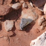Oslar's Roadside Skipper, <i>Amblyscirtes oslari</i>