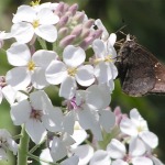 Outis Skipper, <i>Cogia outis</i>
