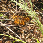 Pearl Crescent, <i>Phyciodes tharos</i>