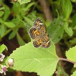 Phaon Crescent, <i>Phyciodes phaon</i>