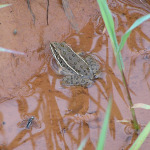 Plains Leopard Frog, <i>Rana blairi</i>