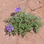 Prairie Vebena, <i>Verbena bipinnatifida</i>