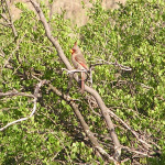 Pyrrhuloxia, <i>Cardinalis sinuatus</i>