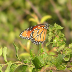 Queen, <i>Danaus gilippus</i>