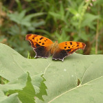 Question Mark, <i>Polygonia interrogationis</i>