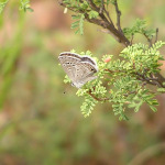 Reakirt's Blue, <i>Hemiargus isola</i>